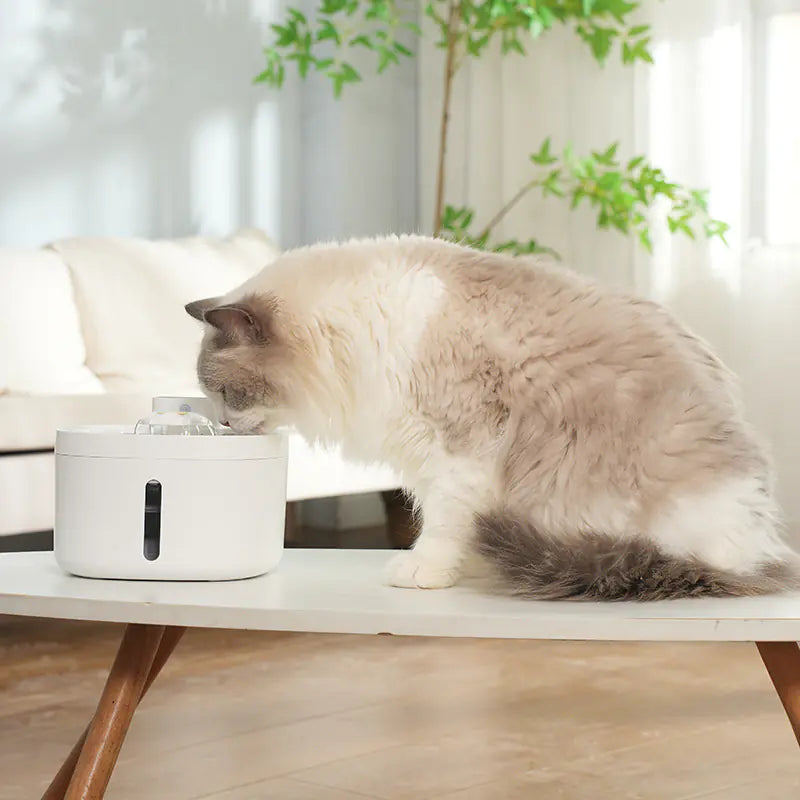 Distributeur d'eau sans fil intelligent pour animaux de compagnie avec bol en acier inoxydable