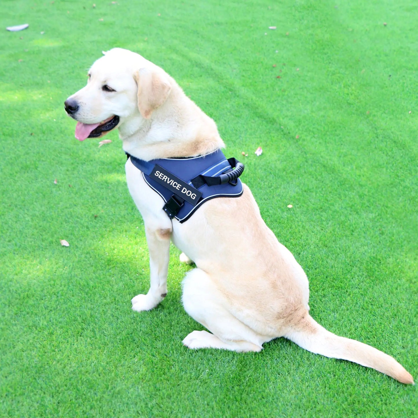 Laisse pour chien de taille moyenne et grande avec gilet à sangle de poitrine