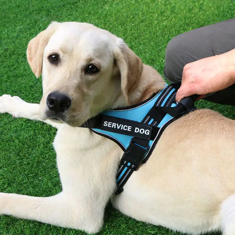 Laisse pour chien de taille moyenne et grande avec gilet à sangle de poitrine