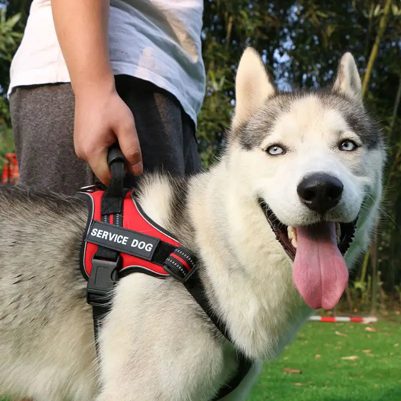 Laisse pour chien de taille moyenne et grande avec gilet à sangle de poitrine